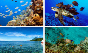 wisata bahari